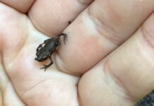 Vorsicht am Blauen See in Ratingen: Babykröten sind unterwegs Aktuell sind am Blauen See winzige Babykröten unterwegs Foto: Sabrina Mohr, NABU