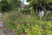 Mitmachen und Gewinnen: Stadt Ratingen sucht die schönsten naturnahen Vorgärten Bühende Vielfalt in Ratingen-Hösel: Dieser bunte Vorgarten - eine Einsendung aus der aktuellen Aktion - bietet Lebensraum für Insekten und trägt zugleich zu einem angenehmeren Stadtklima bei. Foto: privat