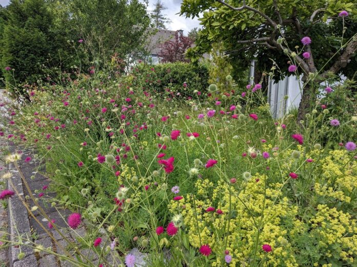 2026-07-09-Vorgarten Hösel Bühende Vielfalt in Ratingen-Hösel: Dieser bunte Vorgarten - eine Einsendung aus der aktuellen Aktion - bietet Lebensraum für Insekten und trägt zugleich zu einem angenehmeren Stadtklima bei. Foto: privat