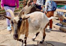 Mit Natur, Kreativität und Spiel durch die Sommerferien: Programm der Lebenshilfe Die Lebenshilfe Kreisvereinigung Mettmann bietet auch in diesem Jahr ein abwechslungsreiches Ferienprogramm an: Foto: Lebenshilfe Mettmann