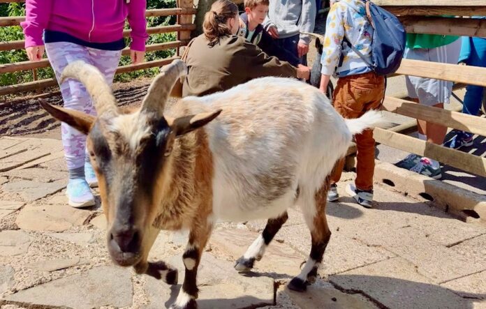 Streichelzoo Die Lebenshilfe Kreisvereinigung Mettmann bietet auch in diesem Jahr ein abwechslungsreiches Ferienprogramm an: Foto: Lebenshilfe Mettmann