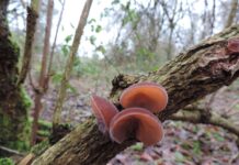 Eine botanische Rarität: Pilze entdecken im Ratinger Hinkesforst Im Hinkesforst kann man die verschiedensten Pilzarten entdecken. Foto: privat