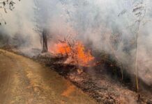 Ratinger Feuerwehr kämpft gegen Großbrand im Hürtgenwald Die Ratinger Feuerwehr kämpft gegen den größten Waldbrand des Landes NRW jemals. Foto: Feuerwehr Ratingen