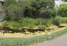 CDU fordert neuen Frischwasserzufluss für den Wallgraben Der Wassergraben heute ist kaum noch als solcher zu erkennen, Bild: CDU Ratingen