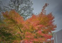 Alle Jahre wieder: Wohin mit dem Herbstlaub? Stadt bietet Laubsäcke an Nach dem Farbspektakel im Herbst kommt das Einsammeln, Bild: Alexander Heinz