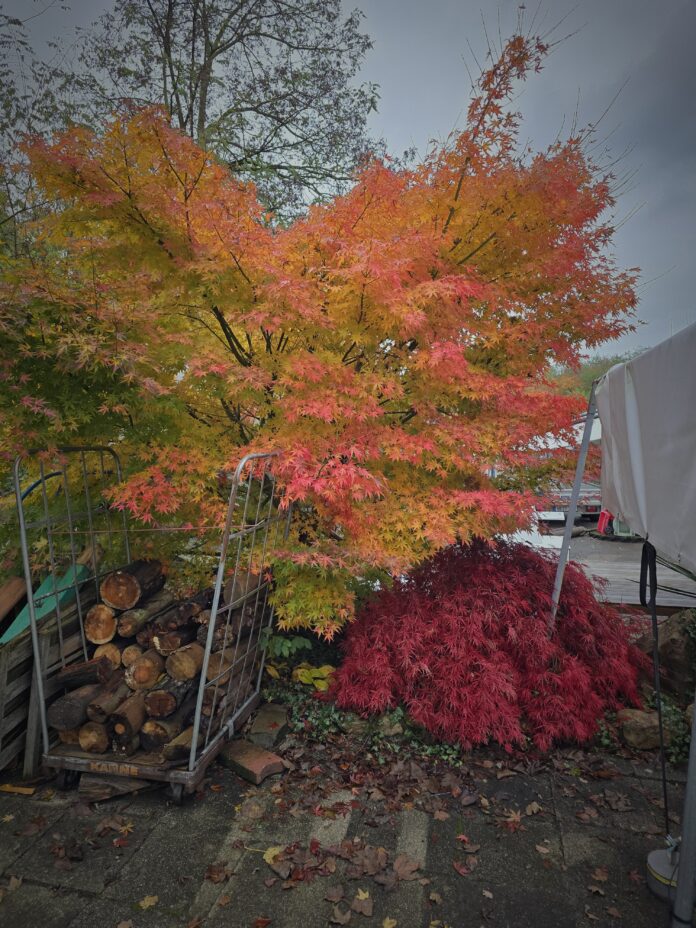 Herbst Nach dem Farbspektakel im Herbst kommt das Einsammeln, Bild: Alexander Heinz