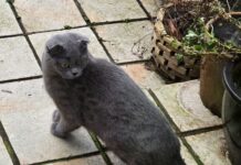 Ratingen prüft Kastrations- und Chippflicht für Freigängerkatzen Freigänger Katze in Ratingen, Bild: Alexander Heinz