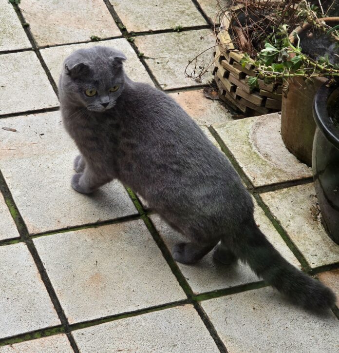 Katze Freigänger Katze in Ratingen, Bild: Alexander Heinz