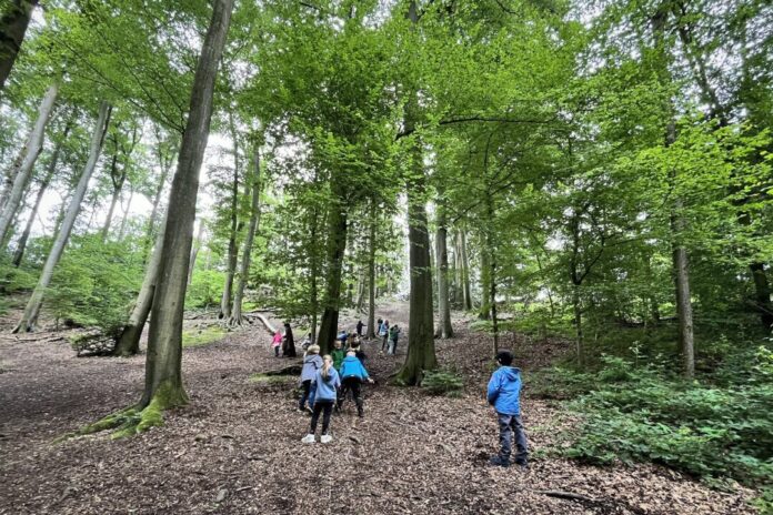 Kindergeburtstag_UBZ2 Die Vielfalt des Waldes steht bei den Waldjugendspielen im Vordergrund. Foto: Umweltbildungszentrum