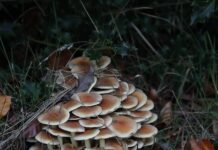 Herbst-Lesezeit: Bücherei Herz Jesu stellt neue Romane vor Bunte Blätter, Pilze und Bücher. Der Herbst ist da. Bild: Alexander Heinz