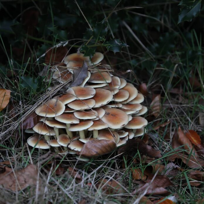 Pilze Bunte Blätter, Pilze und Bücher. Der Herbst ist da. Bild: Alexander Heinz