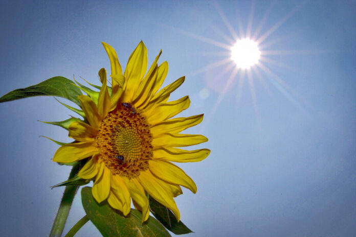 Sonne_Sonnenblume Das neue integrierte Klimaschutz- und Klimaanpassungskonzept der Stadt Ratingen wird vorgestellt. Foto: Mathias Kehren