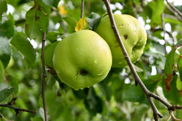 Apfel_Obst_Ernte_Wiese_Baum_Natur_MK5_0379 Äpfel hängen reif am Baum. Foto: Mathias Kehren